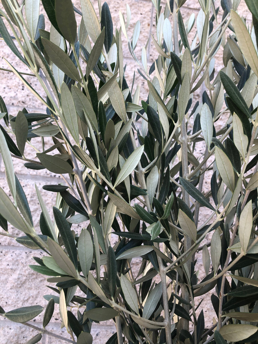 Large Fresh/Dried Olive Branches Bundle, California Grown Olive Leaves