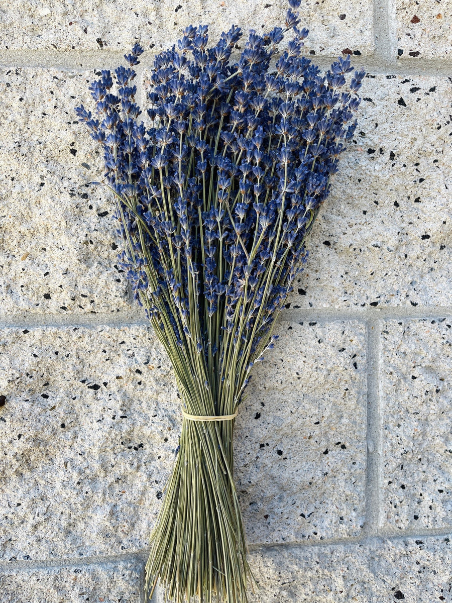 200 Stems Dried Lavender // Fragrant Lavender Bunch